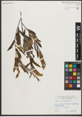 Foto von Salix purpurea L.